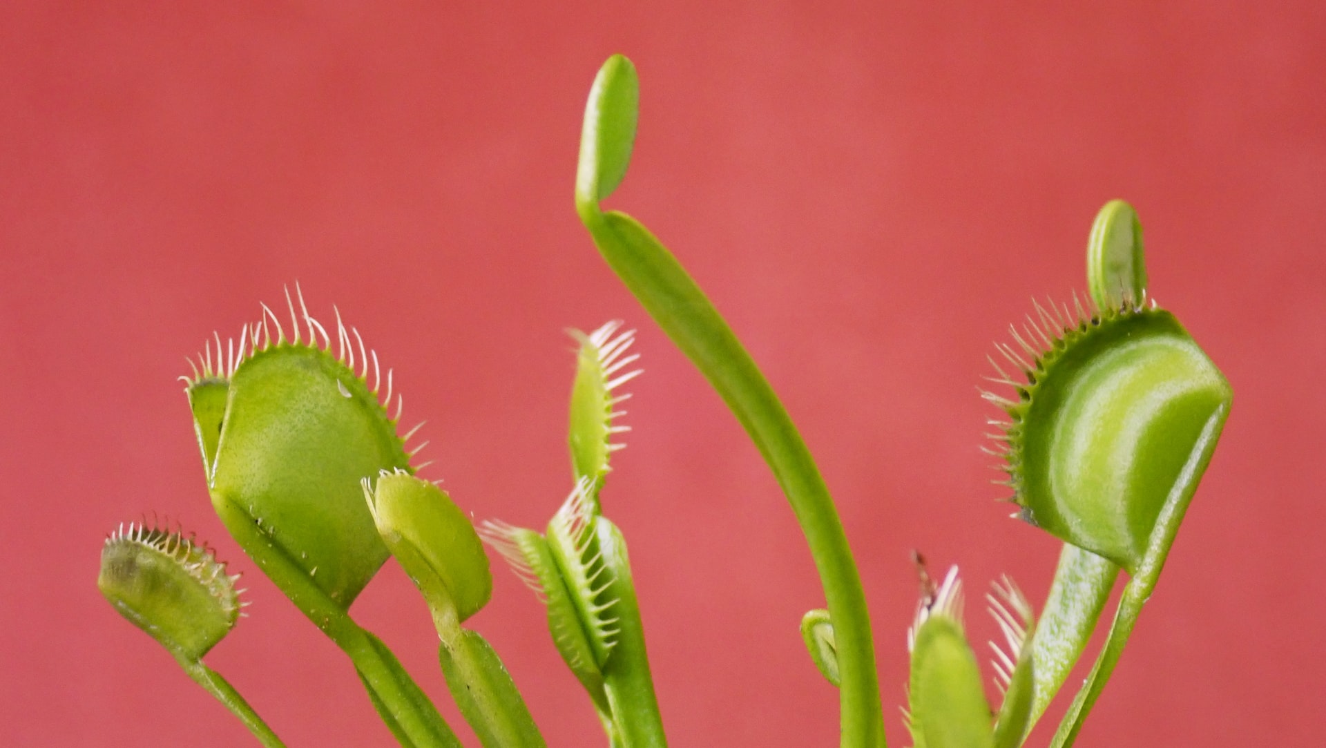 Venus fly trap to demonstrate that customer loyalty programs are deceptive and are a trap business owners fall into thinking they're a good idea